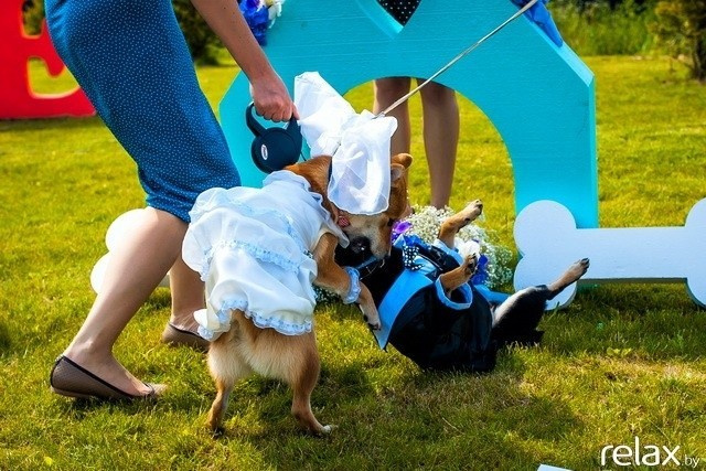 5 Лет журналу Pingouin, фото № 142