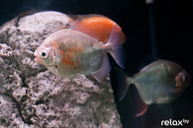 Вечеринкам Рыболтовер 2 года, фото № 17