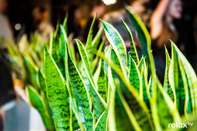 Открытие Террапицца на Мележа 1, фото № 117