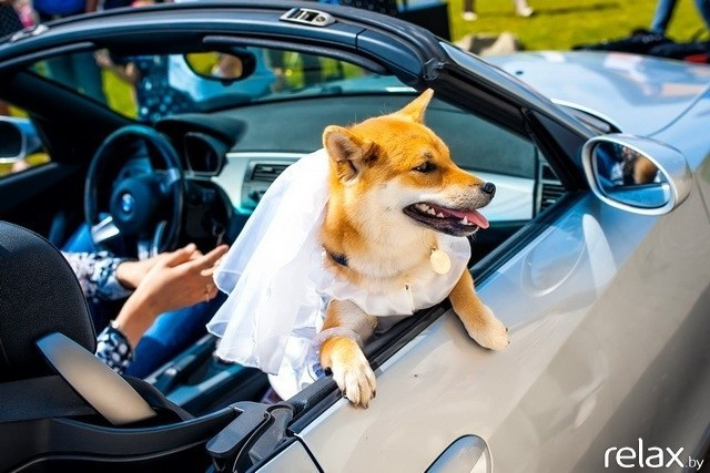 5 Лет журналу Pingouin, фото № 100