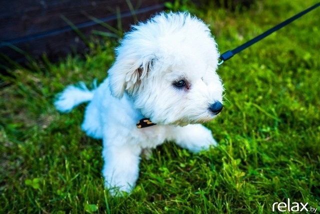 5 Лет журналу Pingouin, фото № 72