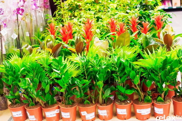 Открытие Торгового центра "Бонус", фото № 72