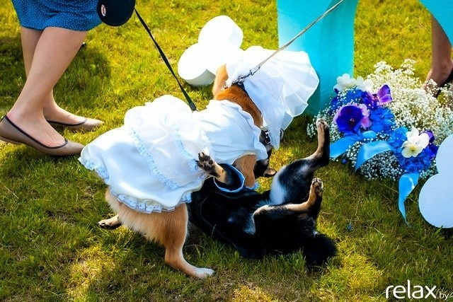 5 Лет журналу Pingouin, фото № 143