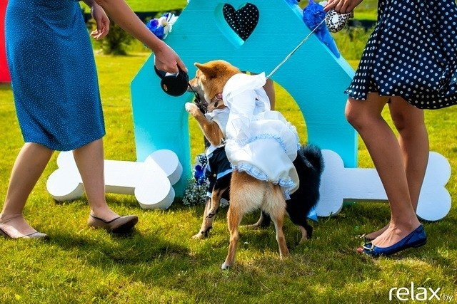 5 Лет журналу Pingouin, фото № 141