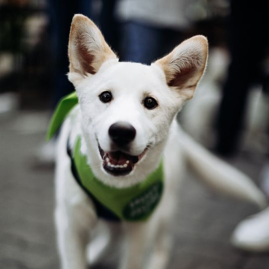 Акция Пушистого Добра