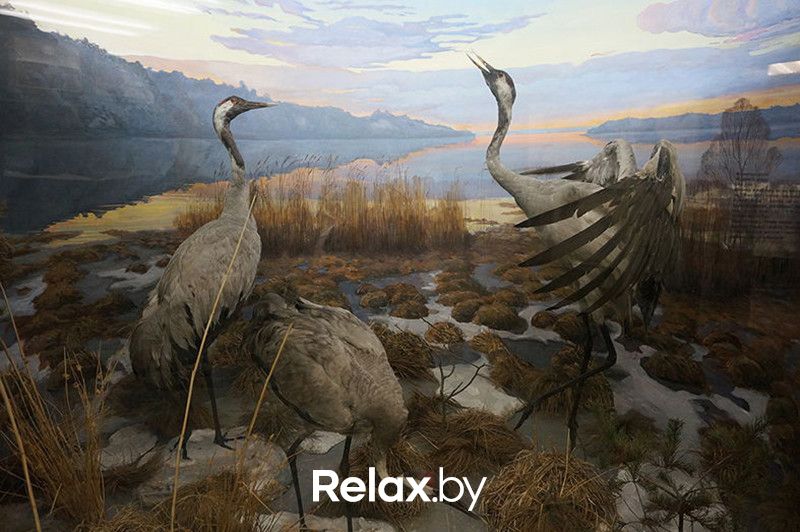 Музей  «Музей природы и экологии» - фото 6227173