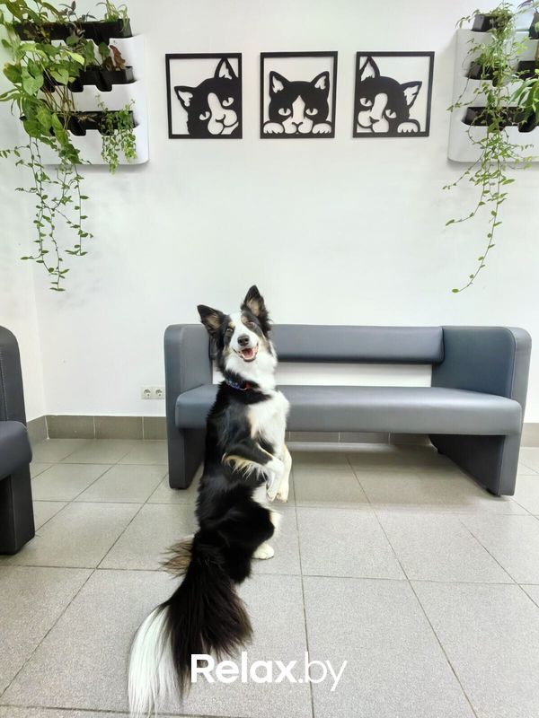 Галерея Ветеринарная клиника «Минина Плюс» - фото 7857442