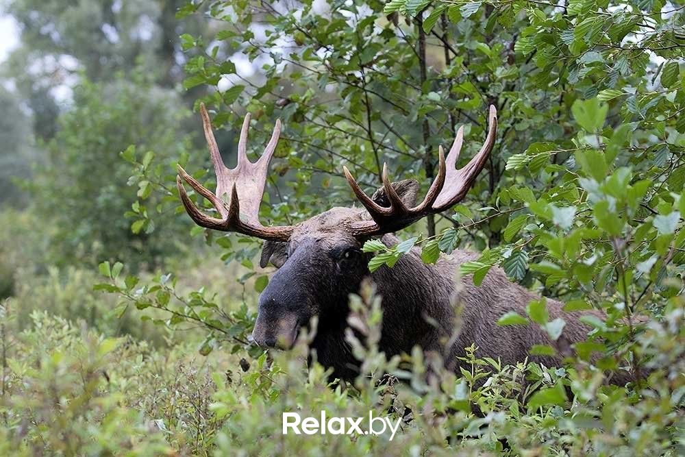 Пейзаж  Полесский радиационно-экологический заповедник - фото 6344323