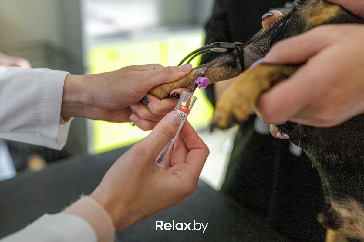 Галерея Ветклиника «Ветеринарный импульс» - фото 7750208