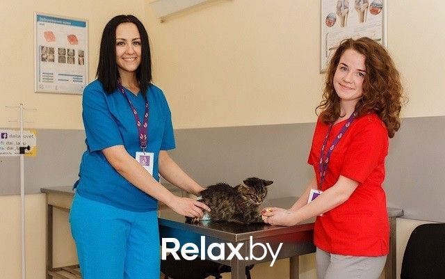 Галерея Ветеринарная клиника и аптека  «Дай Лапу» - фото 2952045