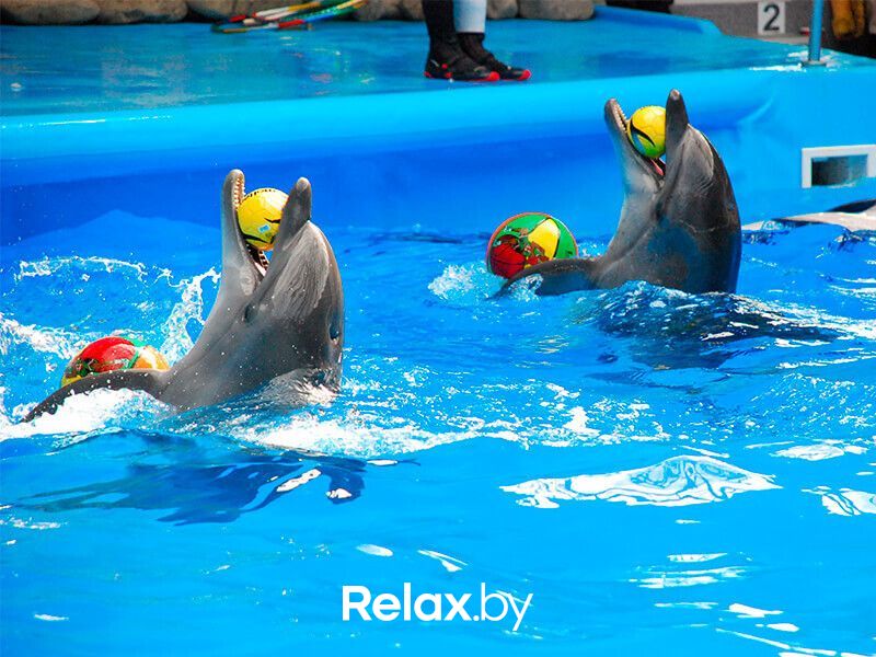 Галерея  «Минский дельфинарий» - фото 7718102