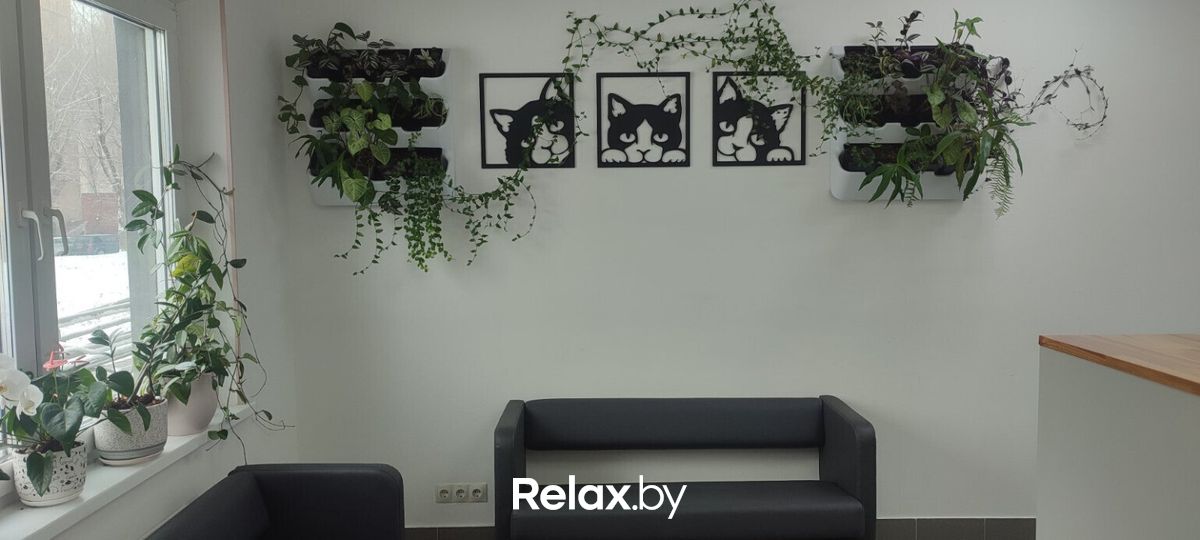 Галерея Ветеринарная клиника «Минина Плюс» - фото 7871893