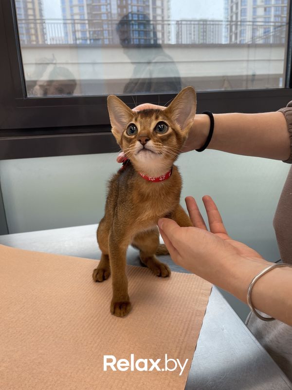 Галерея Ветеринарная клиника «АйбиВЕТ» - фото 7844503