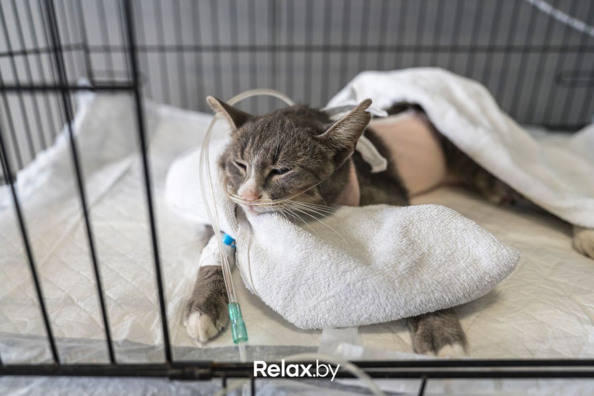 Галерея Ветеринарная клиника «Ветмедика+» - фото 7777850