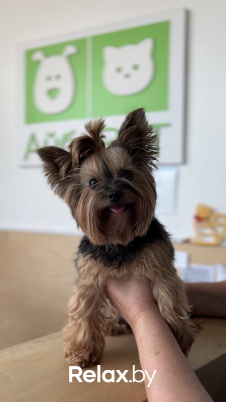 Галерея Ветеринарная клиника «АйбиВЕТ» - фото 7834378