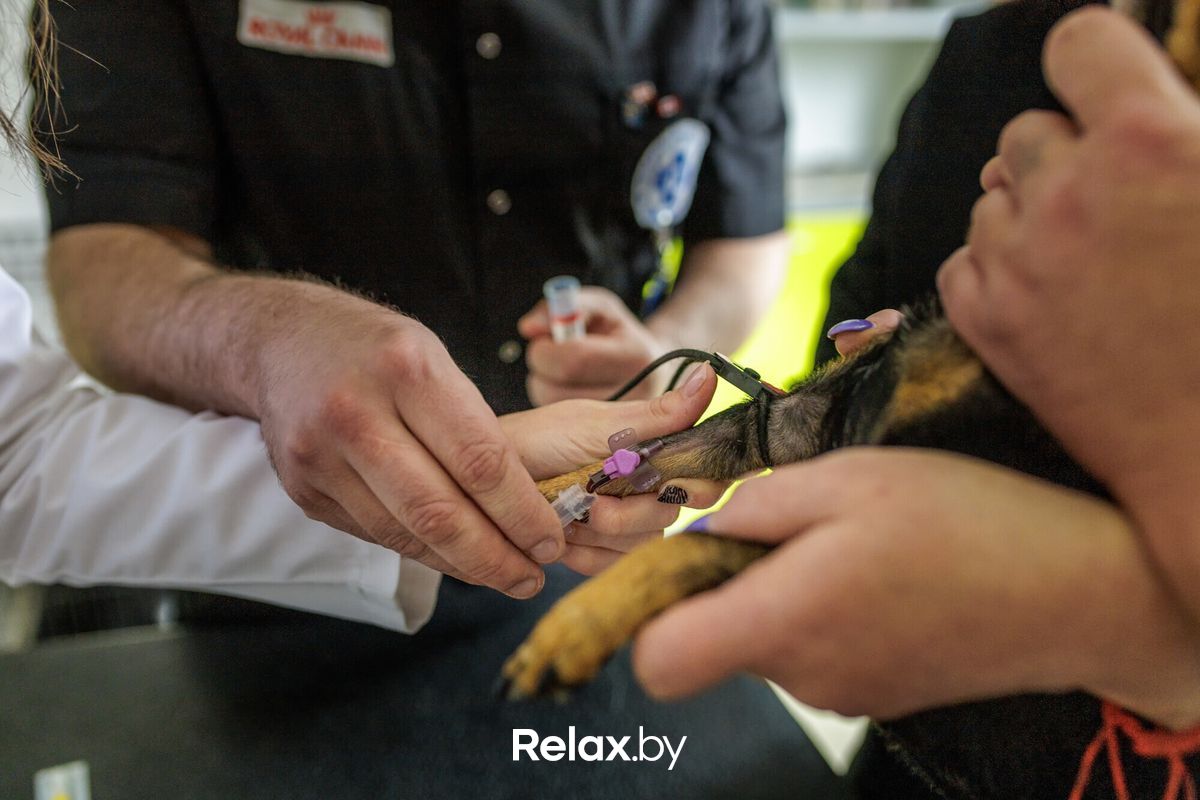 Галерея Ветклиника «Ветеринарный импульс» - фото 7750205