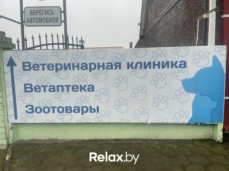 Галерея Ветеринарная клиника «Столетово» - фото 7884121