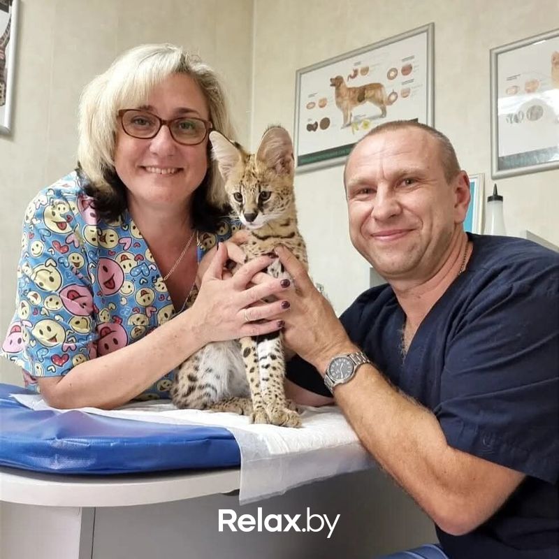 Галерея Ветклиника «МогВетЛига» - фото 7882394