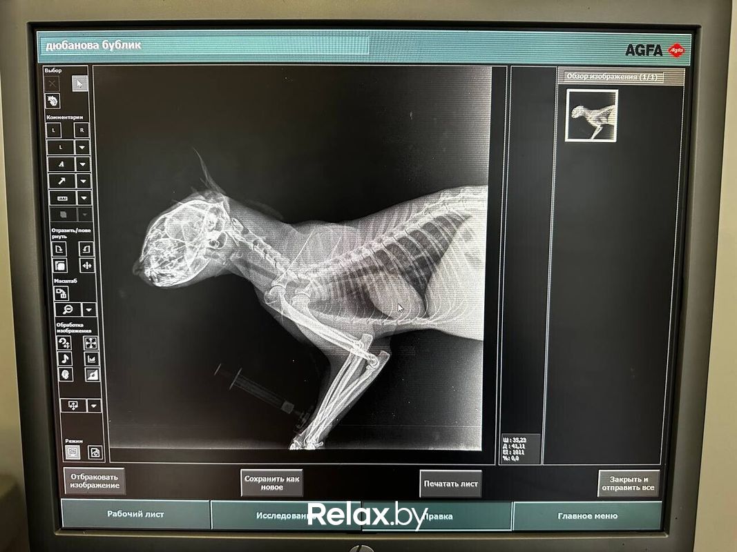 Галерея Ветеринарная клиника «Центр здоровья животных» - фото 7853635