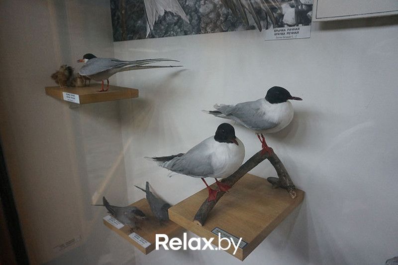 Музей  «Музей природы и экологии» - фото 6227163