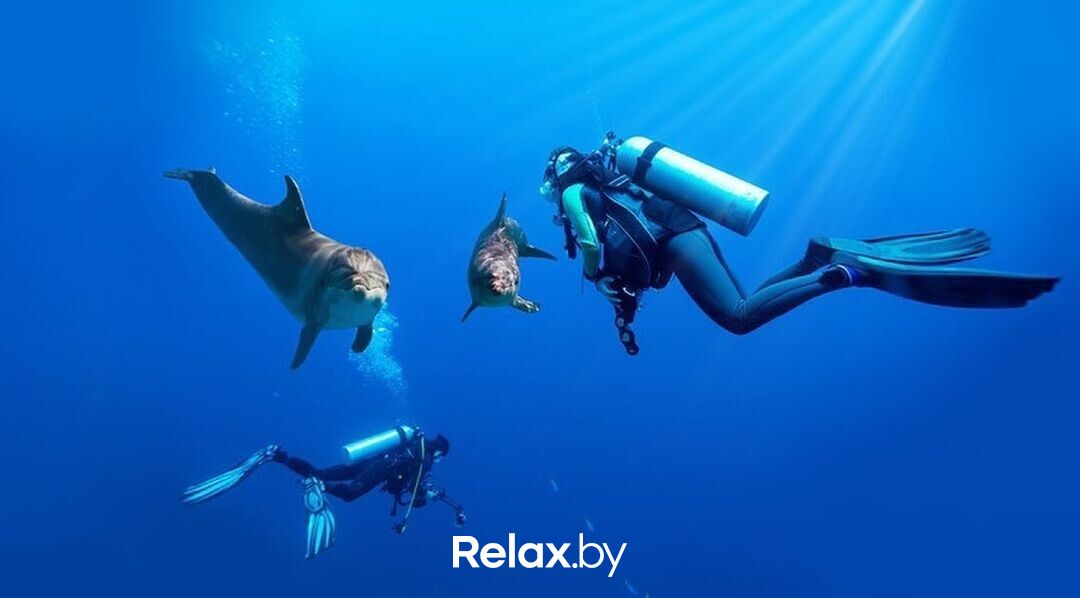 Галерея  «Минский дельфинарий» - фото 7756487