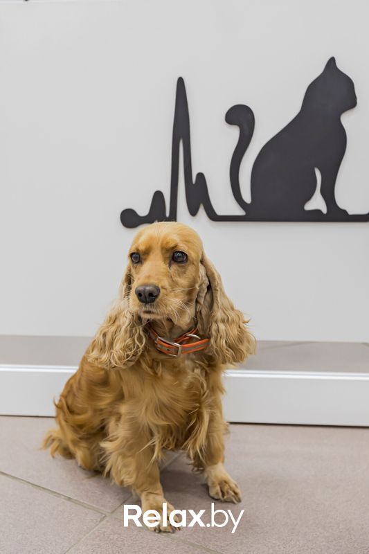 Интерьер Ветеринарная клиника «Питомец» - фото 7838410