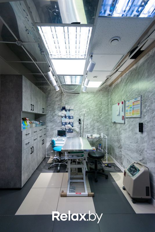 Галерея Ветеринарная клиника «Белая медведица» - фото 7723255