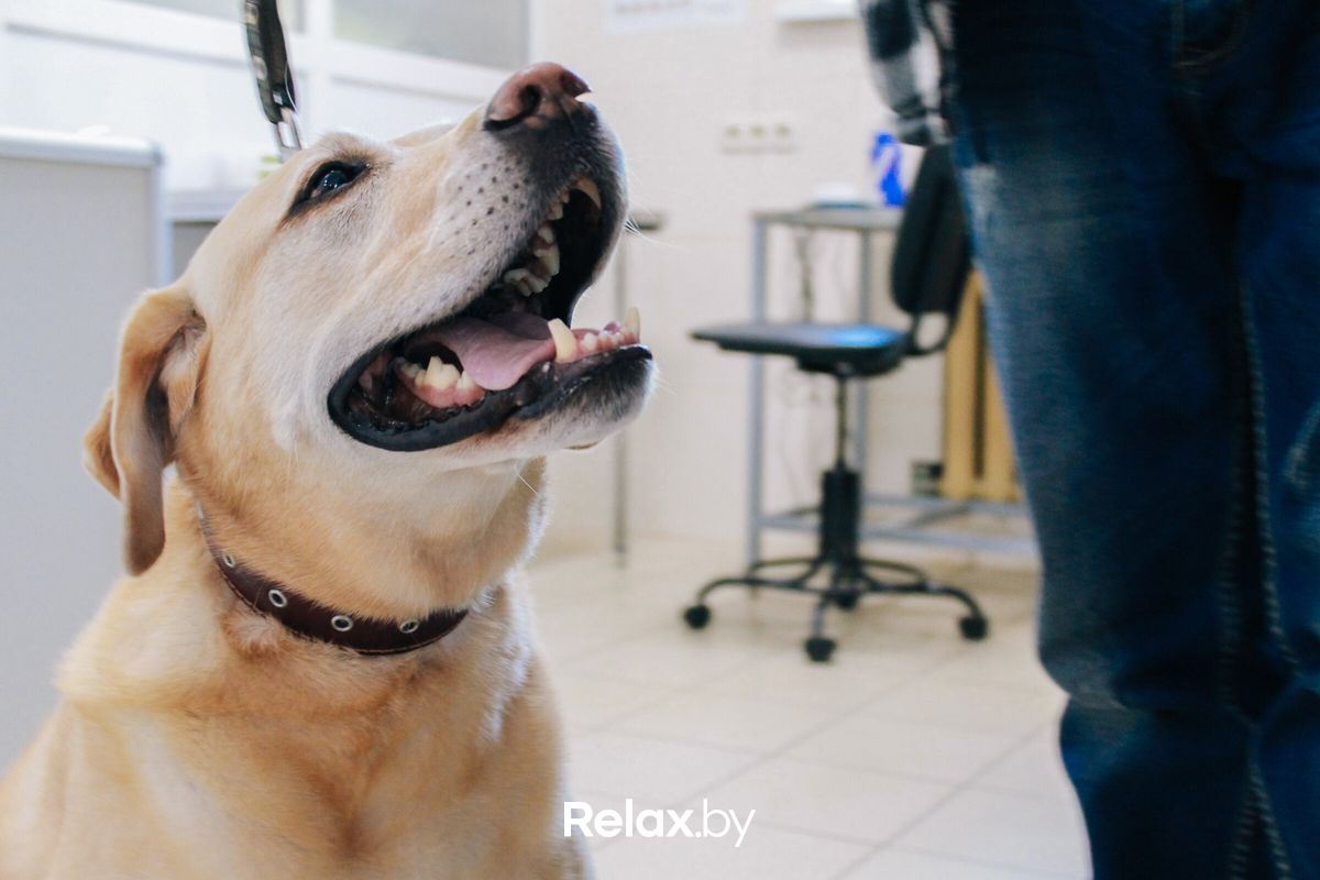 Галерея  «Ветеринарный центр доктора Базылевского А.А. Филиал «Могилев»» - фото 7575763