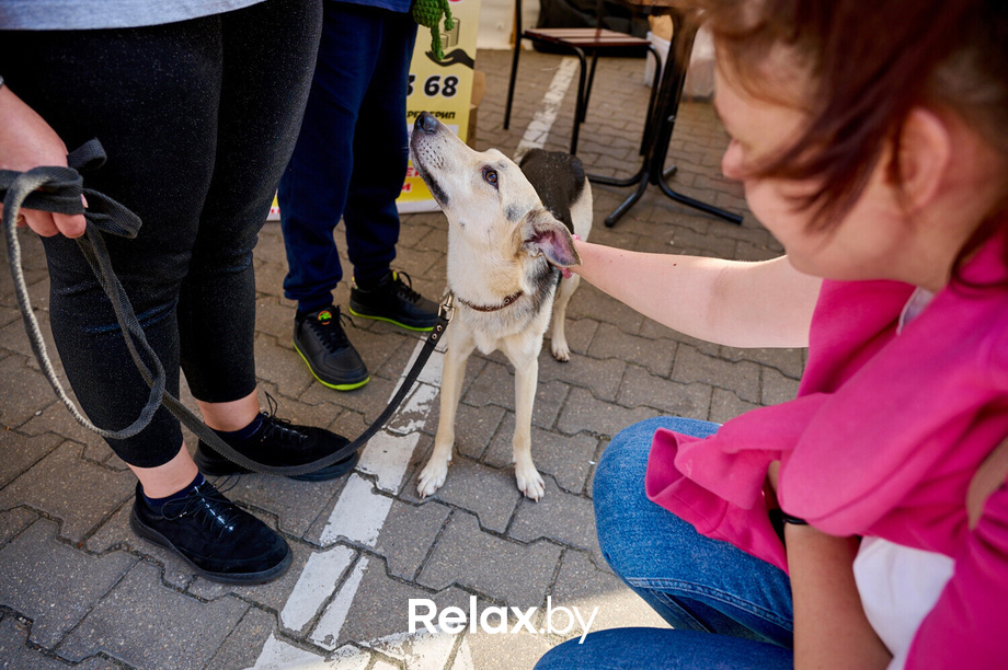 Акция пушистого добра, фото № 147