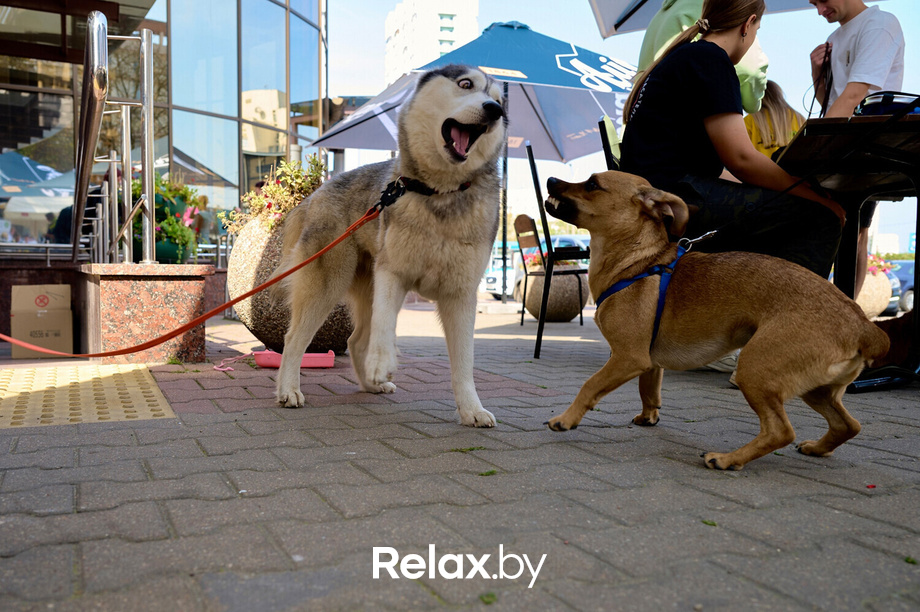 Акция пушистого добра, фото № 81