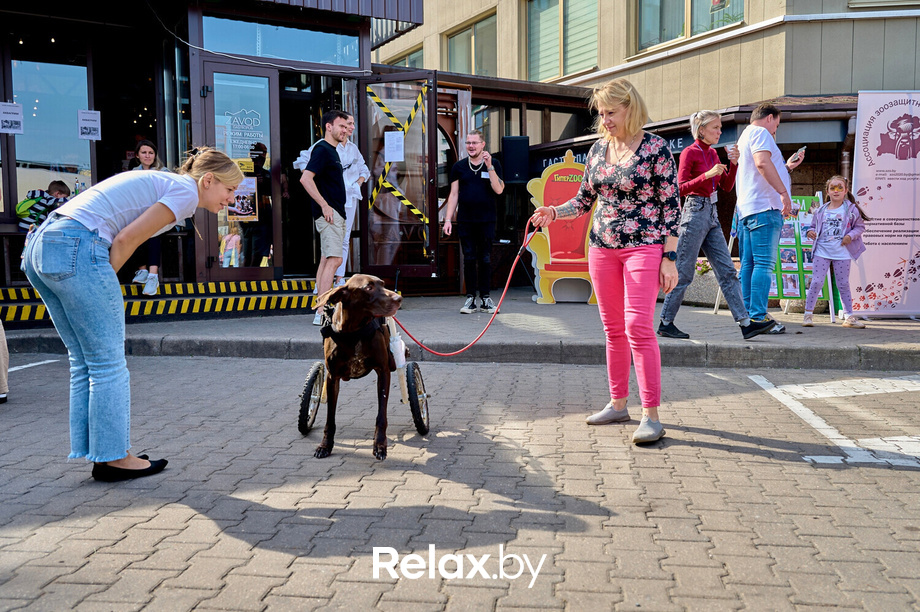 Акция пушистого добра, фото № 72