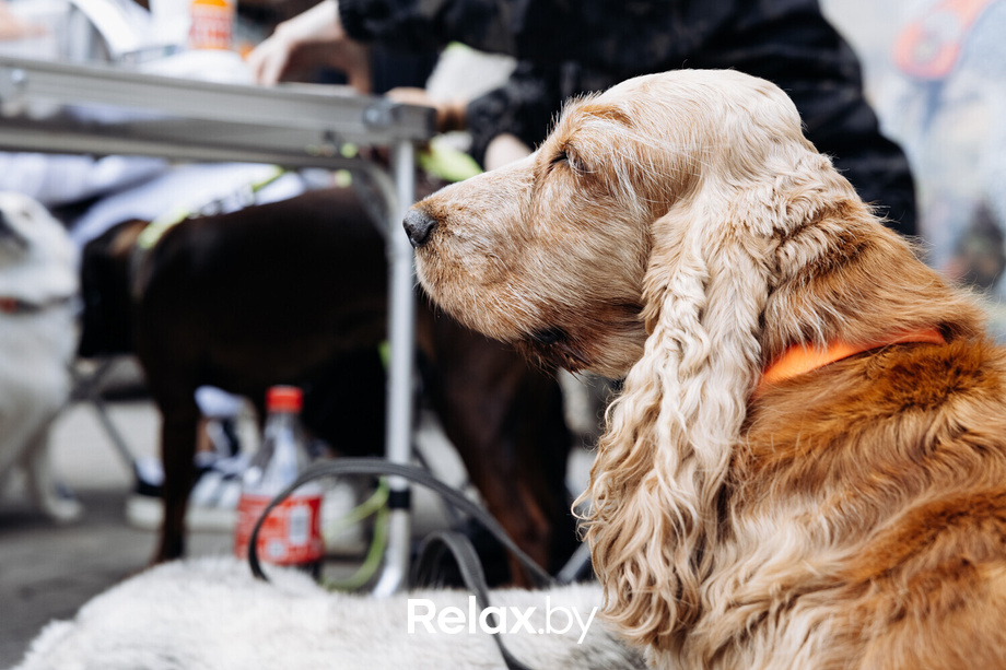 Акция Пушистого Добра, фото № 94