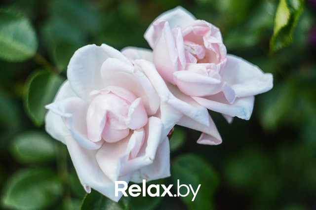 Фестиваль роз, фото № 43