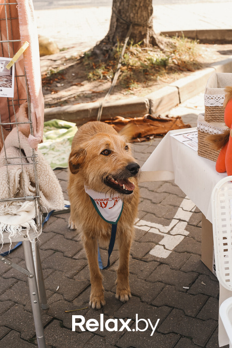 Акция Пушистого Добра, фото № 115