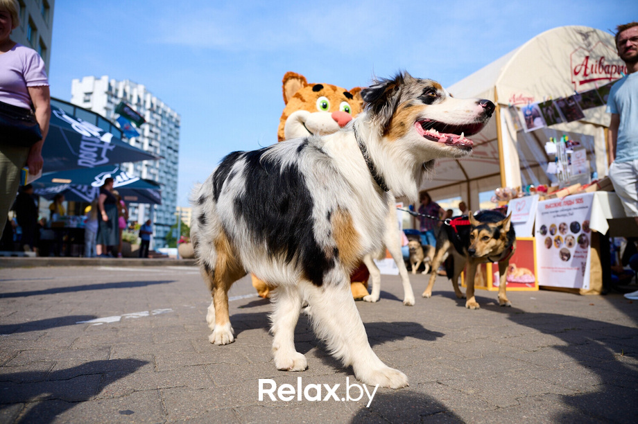 Акция пушистого добра, фото № 88