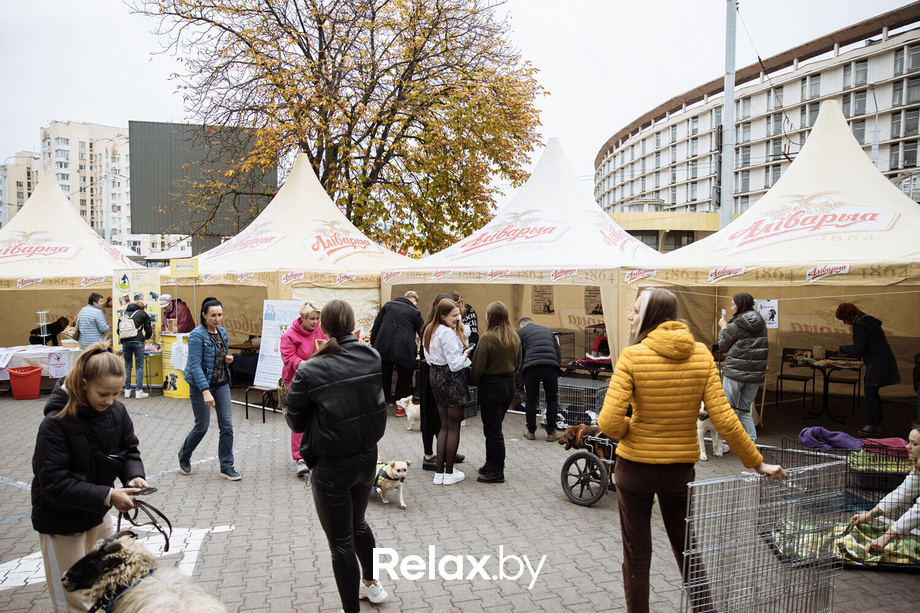 Благотворительная акция пушистого добра, фото № 3