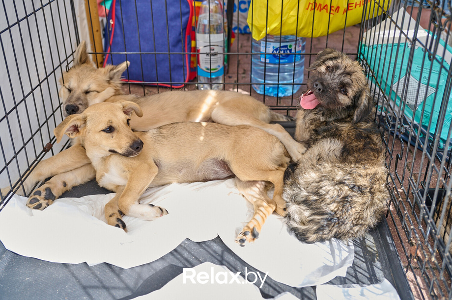 Акция пушистого добра, фото № 134