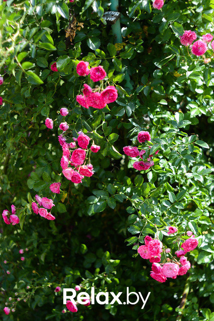 Фестиваль роз, фото № 29