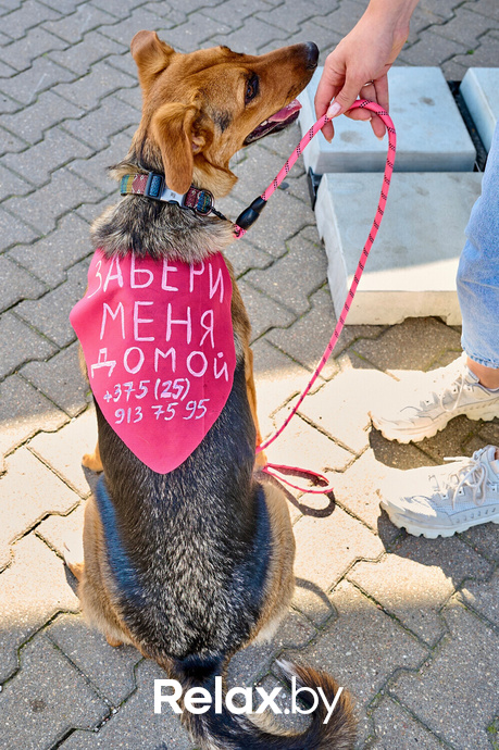 Акция пушистого добра, фото № 126