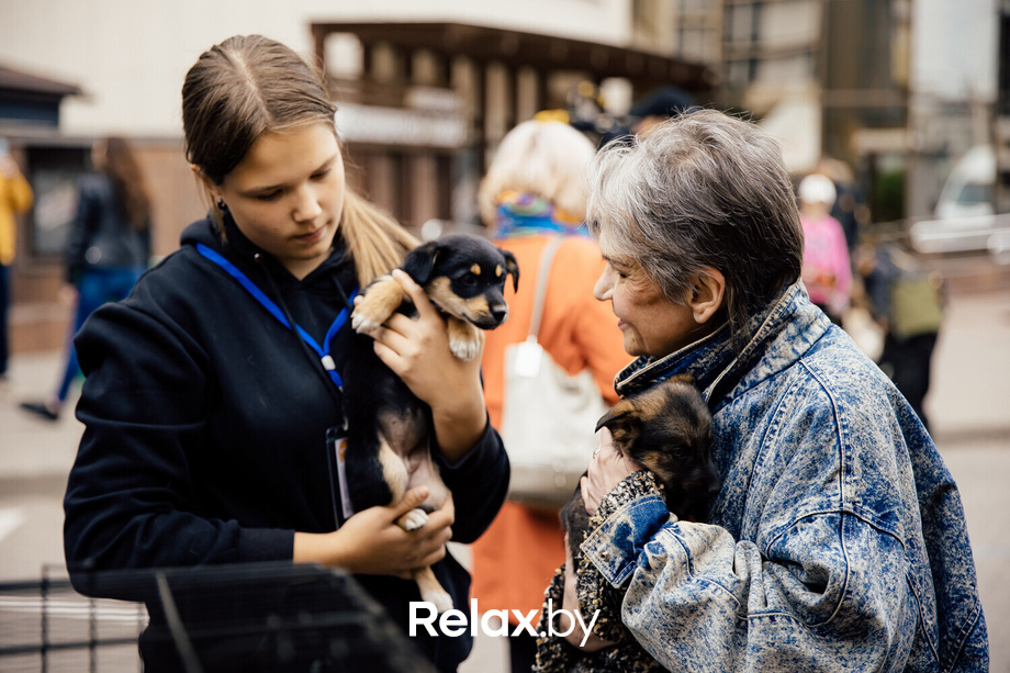 Благотворительная акция пушистого добра, фото № 29