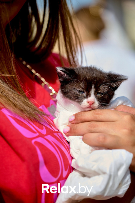 Акция пушистого добра, фото № 67