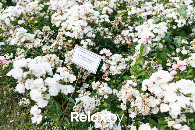 Фестиваль роз, фото № 13