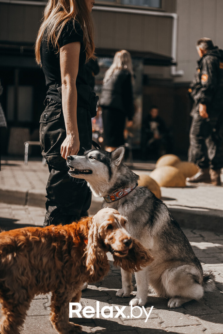 Акция Пушистого Добра, фото № 152