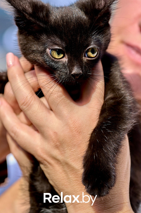 Акция пушистого добра, фото № 55