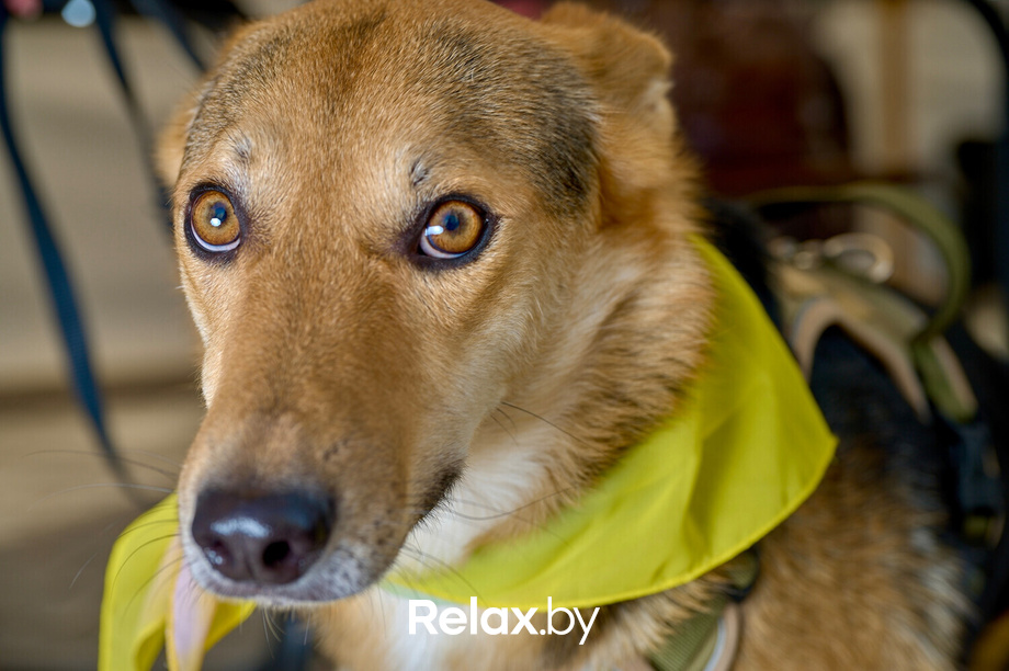 Акция пушистого добра, фото № 12