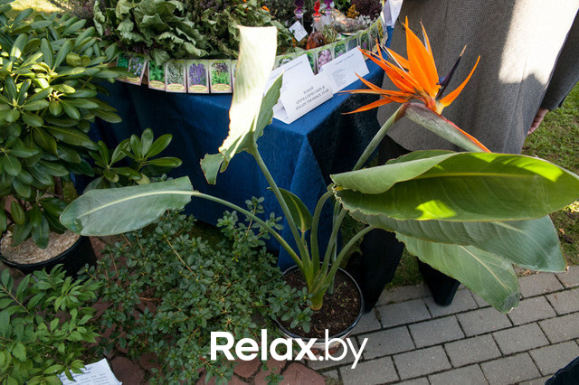 Благотворительный раут, фото № 29