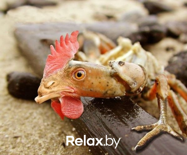 Photo of animals, фото № 1