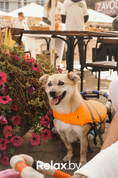 Акция Пушистого Добра, фото № 112