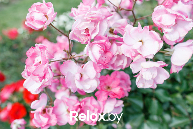 Фестиваль роз, фото № 38