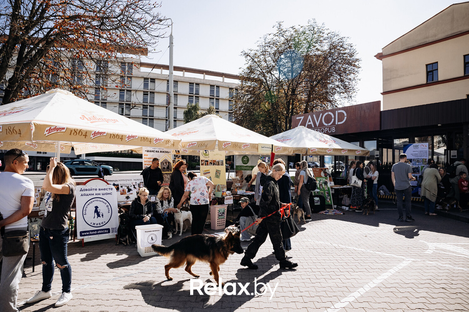 Акция Пушистого Добра, фото № 12